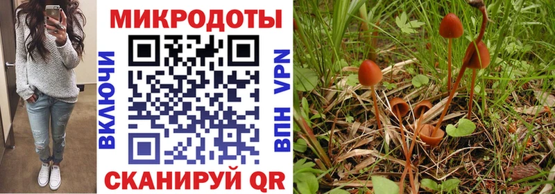 Псилоцибиновые грибы Psilocybe  Чудово 